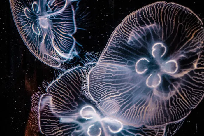 Sanctuary Aquatics Picture 6