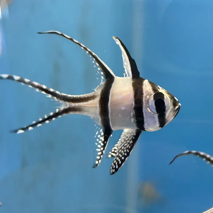 Sanctuary Aquatics Picture 4