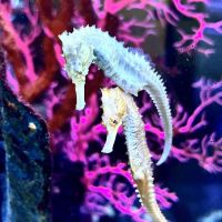 Sanctuary Aquatics ico