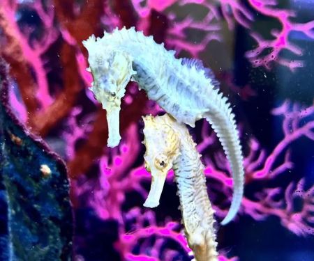 Sanctuary Aquatics