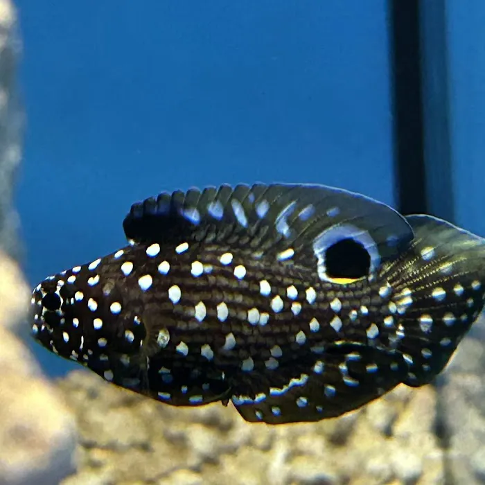 Sanctuary Aquatics Picture 10