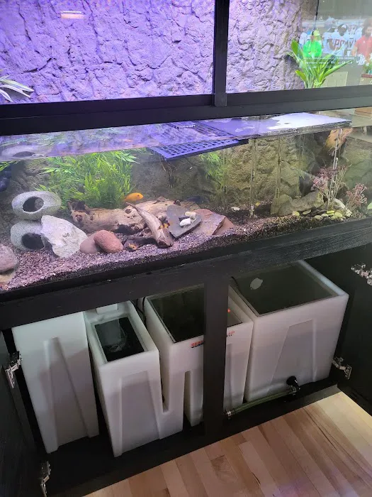 Custom Aquariums Picture 3
