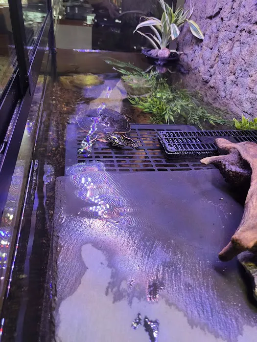 Custom Aquariums Picture 4