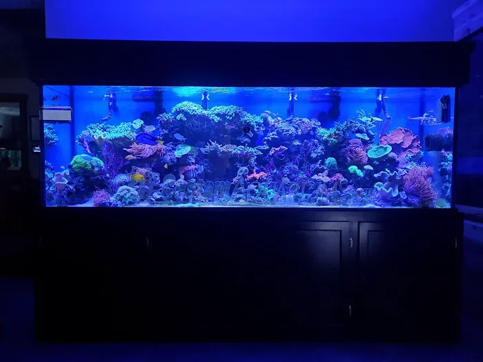 Custom Aquariums Picture 10