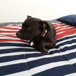 Goshen Animal Hospital