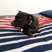 Goshen Animal Hospital ico