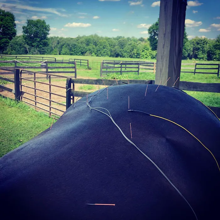 Equilibrium Veterinary Services Picture 1