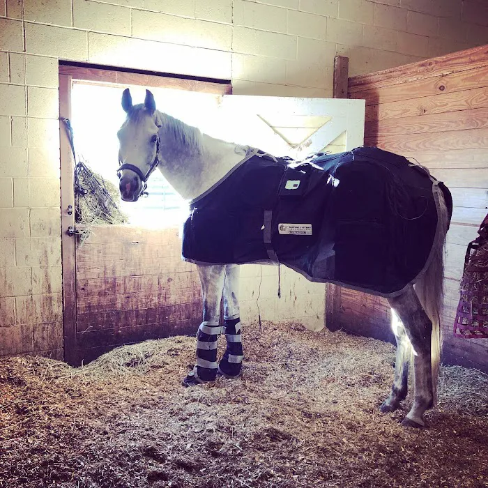 Equilibrium Veterinary Services Picture 5