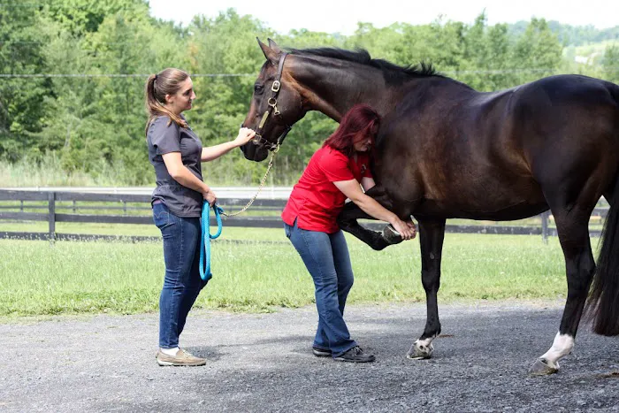 Equilibrium Veterinary Services Picture 3