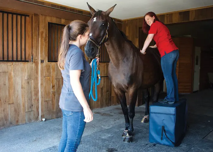 Equilibrium Veterinary Services Picture 7