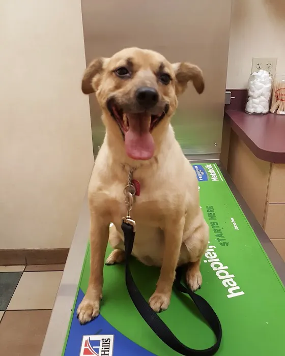 VCA Orange County Veterinary Hospital Picture 4