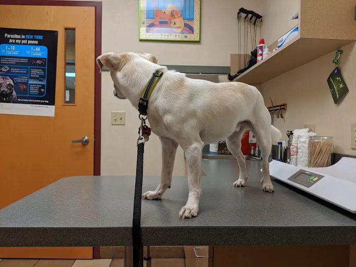 VCA Orange County Veterinary Hospital Picture 3