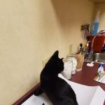 VCA Orange County Veterinary Hospital