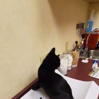 VCA Orange County Veterinary Hospital ico