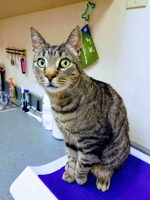 VCA Orange County Veterinary Hospital Picture 5