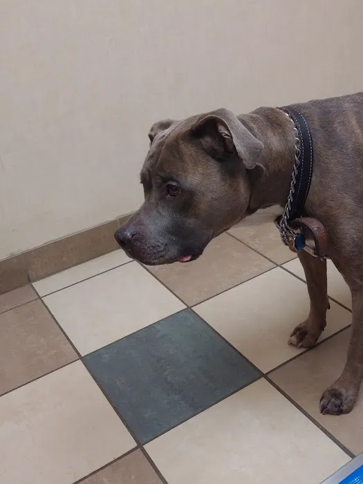VCA Orange County Veterinary Hospital Picture 8