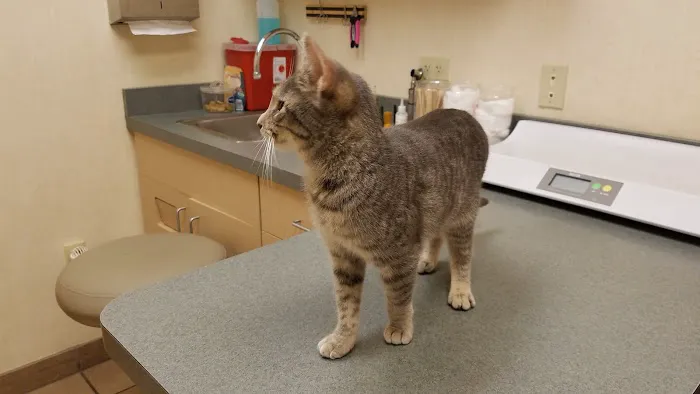 VCA Orange County Veterinary Hospital Picture 7