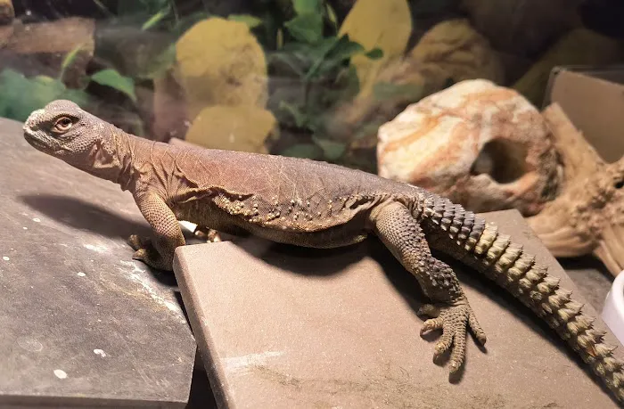 J&R Aquatic Animal Rescue Picture 3