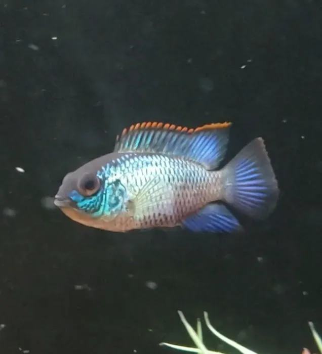 Fish Cave LLC Picture 2