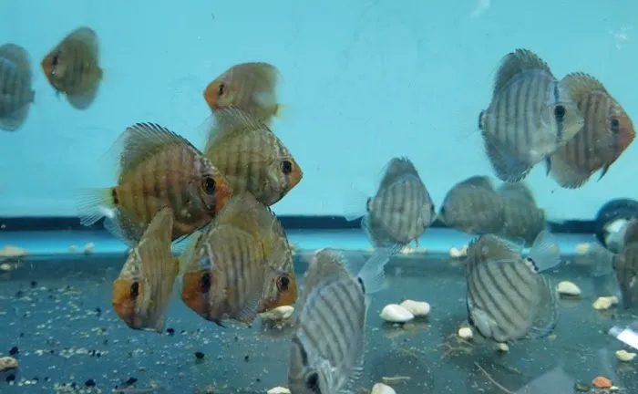 Fish Cave LLC Picture 10