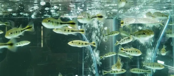 Fish Cave LLC Picture 9