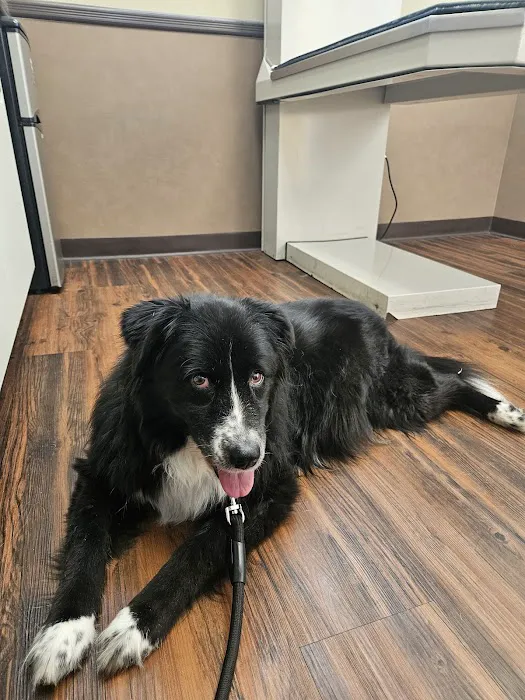 Advanced Veterinary Care Picture 7