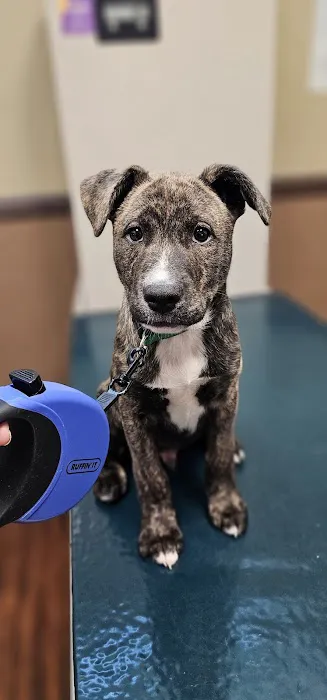 Advanced Veterinary Care Picture 4