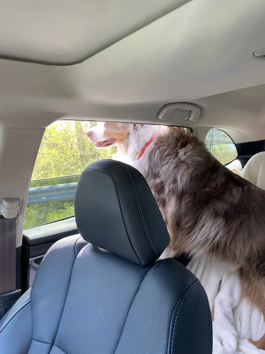 Advanced Veterinary Care Picture 2