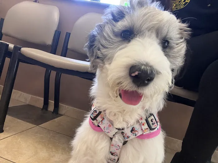 Advanced Veterinary Care Picture 3