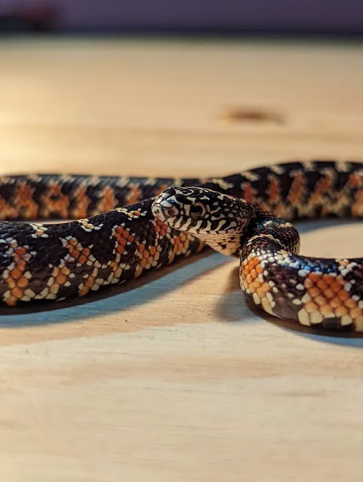 Wild Habitats Picture 2