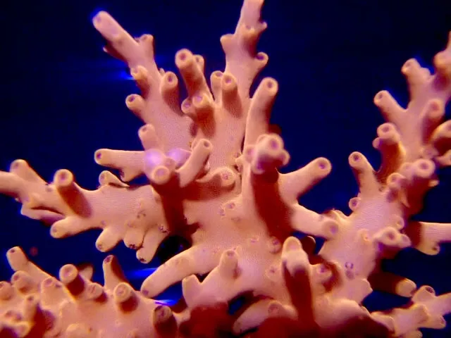 AquaMarine IMPORTS Picture 4