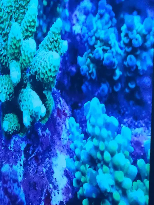 AquaMarine IMPORTS Picture 2