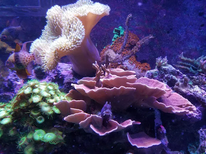 AquaMarine IMPORTS Picture 9