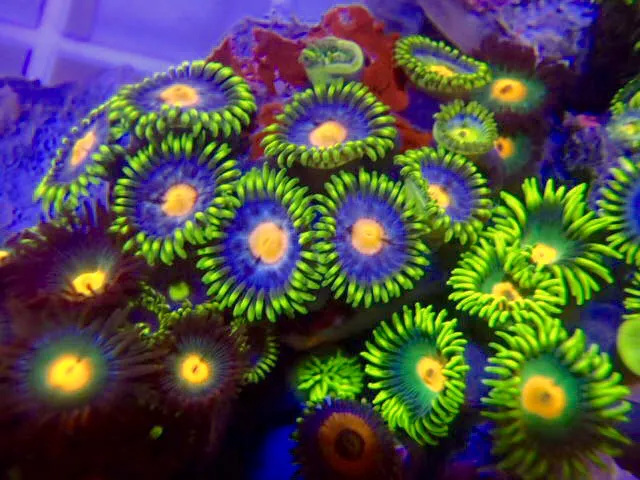 AquaMarine IMPORTS Picture 10