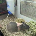 Petco