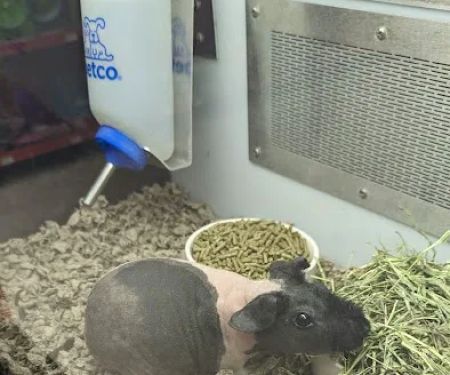Petco