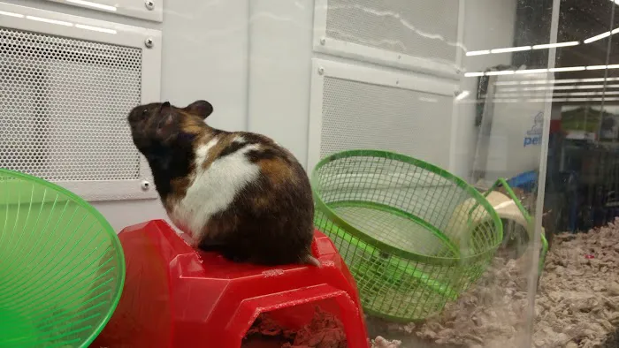 Petco Picture 8