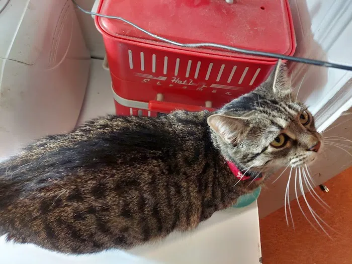 Wantage Veterinary Hospital Picture 4