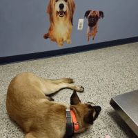 Wantage Veterinary Hospital ico