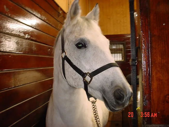 Woods End Equine Veterinary Services Picture 3