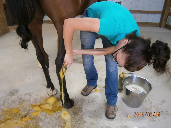 Woods End Equine Veterinary Services Picture 8