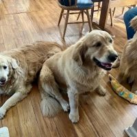 Veterinary Center of Hardyston ico