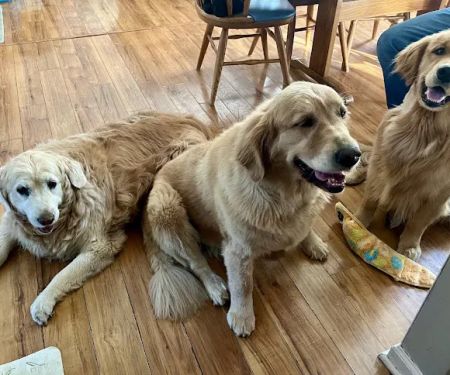 Veterinary Center of Hardyston