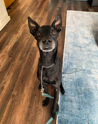 Veterinary Center of Hardyston Picture 7