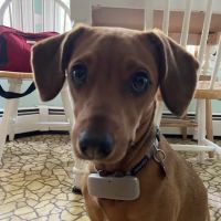 Skylands Veterinary Services ico