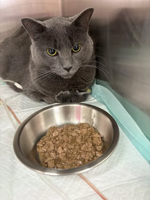 Village Vets Picture 3