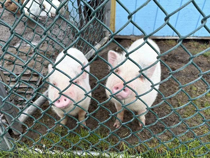 Village Vets Picture 2