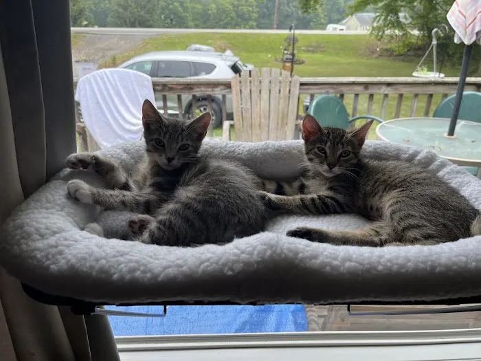 Village Vets Picture 1