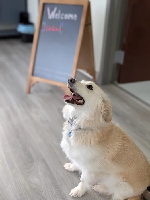 Village Vets Picture 8