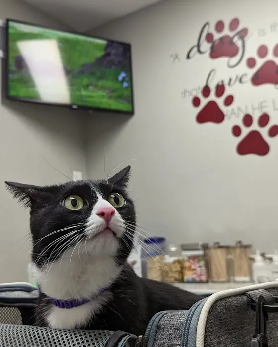 MountainView Veterinary Hospital Picture 4